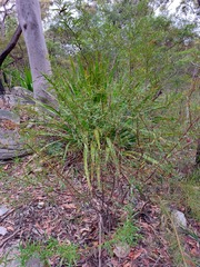 Grevillea diffusa