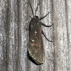 Virbia laeta