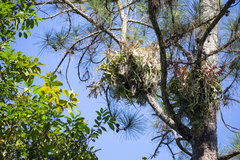 Tillandsia streptophylla