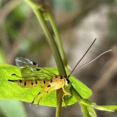 Xanthopimpla rhopaloceros