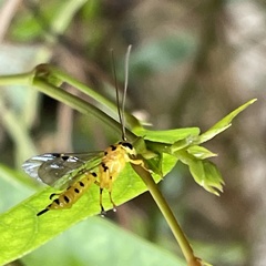 Xanthopimpla rhopaloceros