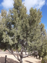 Juniperus osteosperma