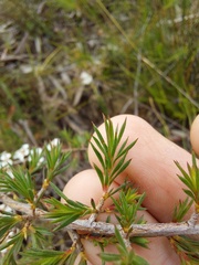Leptospermum arachnoides
