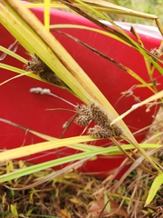 Carex frankii