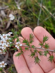 Leptospermum arachnoides