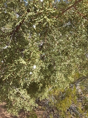 Juniperus osteosperma