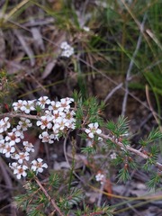Leptospermum arachnoides