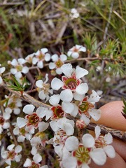 Leptospermum arachnoides