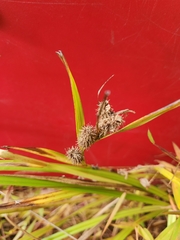 Carex frankii