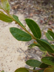 Acacia hispidula
