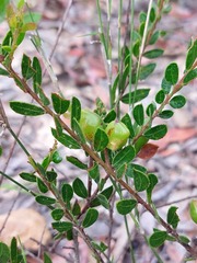 Acacia hispidula