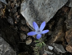 Cyananthus incanus