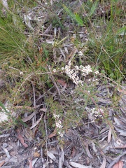 Leptospermum arachnoides