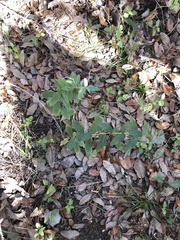 Solidago radula