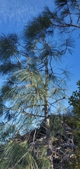 Pinus sabiniana