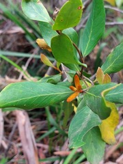Persoonia laurina