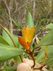 Persoonia laurina