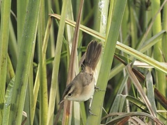 Acrocephalus bistrigiceps