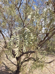 Prosopis velutina