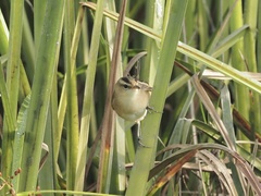 Acrocephalus bistrigiceps