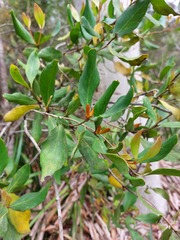 Persoonia laurina
