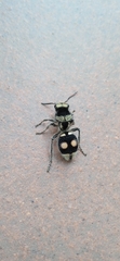 Hoplomutilla