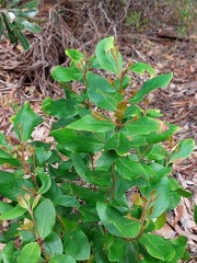 Persoonia laurina