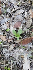 Primula clevelandii
