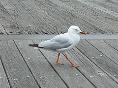 Chroicocephalus novaehollandiae