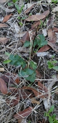Sanicula crassicaulis