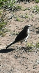 Anthus novaeseelandiae