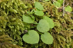 Pterostylis alobula