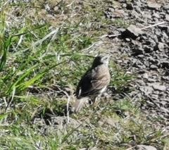 Anthus novaeseelandiae
