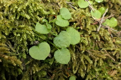 Pterostylis alobula