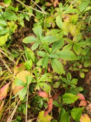 Potentilla simplex