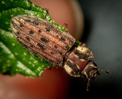 Leperina decorata