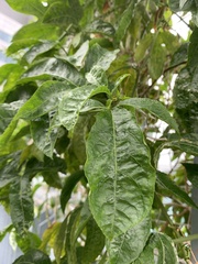 Excoecaria cochinchinensis