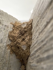 Odontotermes formosanus