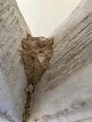 Odontotermes formosanus