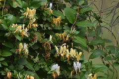 Lonicera