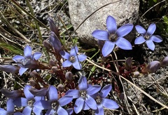 Gentianella moorcroftiana