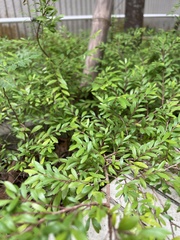 Phyllanthus myrtifolius