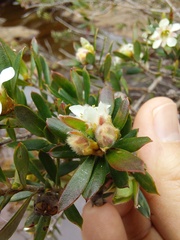 Leptospermum grandifolium