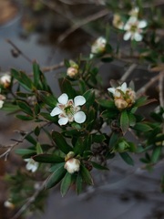 Leptospermum grandifolium