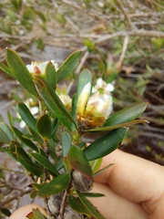 Leptospermum grandifolium