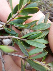 Leptospermum grandifolium