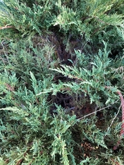 Juniperus