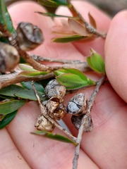 Leptospermum grandifolium