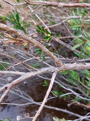 Leptospermum grandifolium