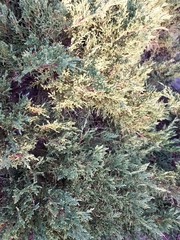 Juniperus